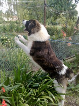 Pamir nel lavoro di guardia